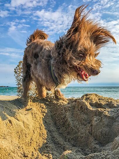 Life's a beach.