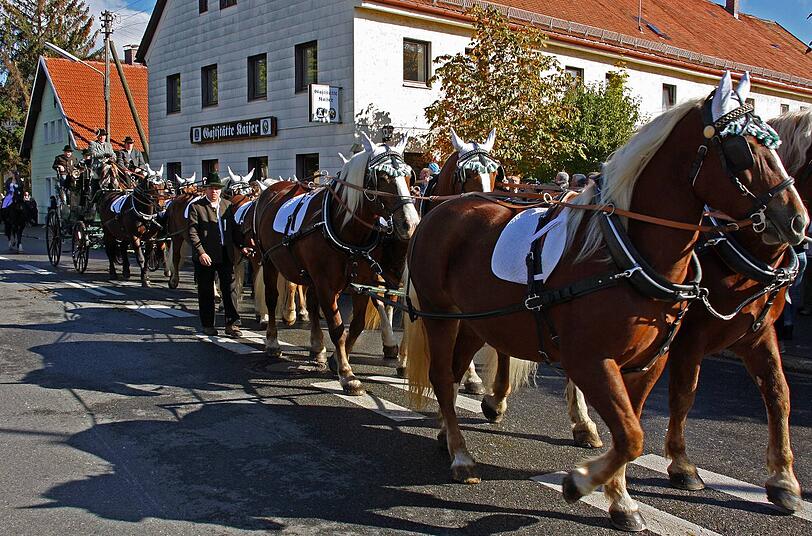Prächtig herausgeputzt sind diese Pferde, die einen Zenspänner ziehen
