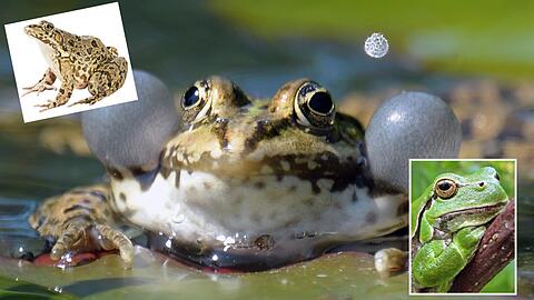 Ab jetzt quaken sie wieder: die Hochsaison der Froschkonzerte hat begonnen.