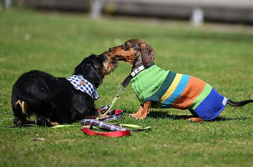 Die Bilder vom "Dackel-Day" im Olympiapark.