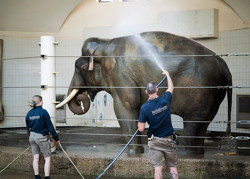 Elefantenbulle Gajendra (33) wird mit dem Wasserschlauch geduscht.