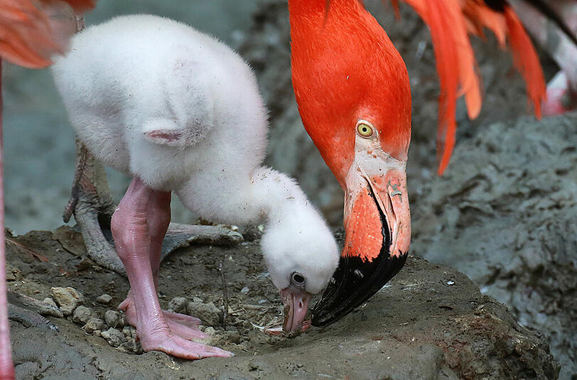 Im Tierpark Hellabrunn schlüpfen zur Zeit viele Flamingo-Babys. Wir haben die Bilder.