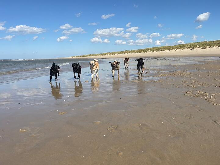 Hunde Cooper, Penny, Woltaaa, Hank, Herbert und Emmi (Puggle)
