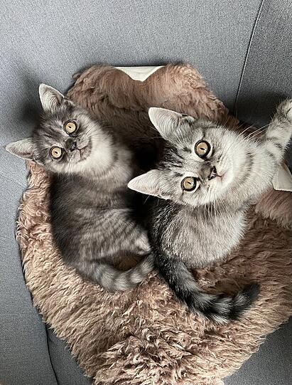 Salt and Pepper