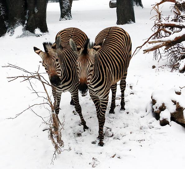 Ob die Zebras mit dem Wetter so glücklich sind? Bis auf den Schnee und ein paar karge Äste, gibt es in ihrem Außengehege noch nicht viel zu entdecken.