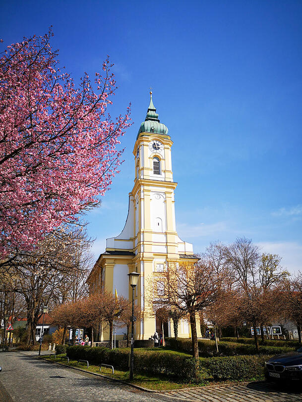 Sankt Michael in voller Blüte.