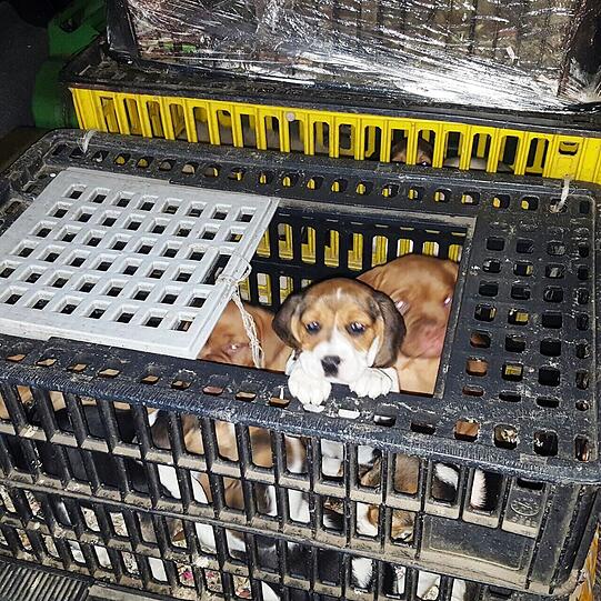 In solchen Transportboxen waren die Tiere eingepfercht.
