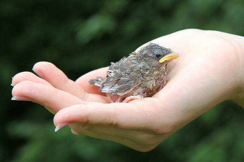 Fast wäre er auf der Nussbaumstraße überfahren worden. Doch eine junge Frau (28) hat den heruntergefallenen Jungvogel gerettet. (Symbolbild)