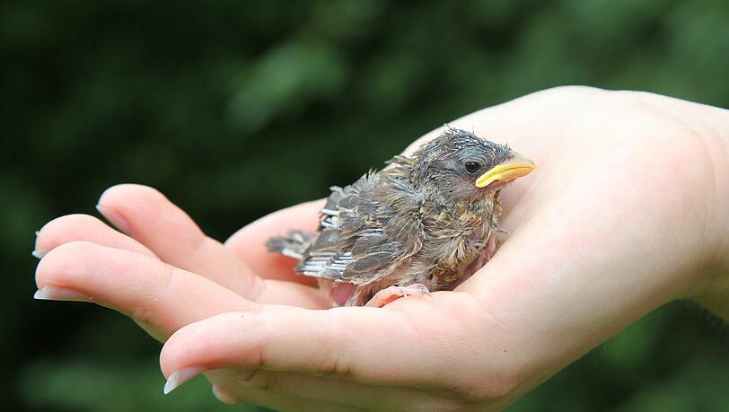 Fast wäre er auf der Nussbaumstraße überfahren worden. Doch eine junge Frau (28) hat den heruntergefallenen Jungvogel gerettet. (Symbolbild) Fast wäre er auf der Nussbaumstraße überfahren worden. Doch eine junge Frau (28) hat den heruntergefallenen Jungvogel gerettet. (Symbolbild)