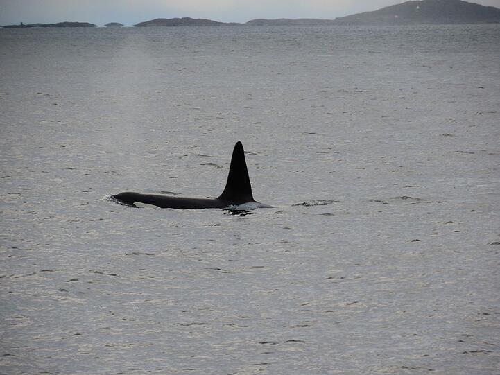 Von Tromso aus bietet sich eine Walsafari an. Mit etwas Glück schwimmen Buckelwale oder Orcas wie dieser vorbei.