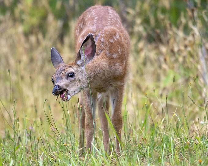 Welche Lugner-Ex erhielt den Spitznamen "Bambi"?