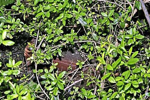 Leichenspürhunde führten die Polizei zu einem Koffer auf einer Wiese