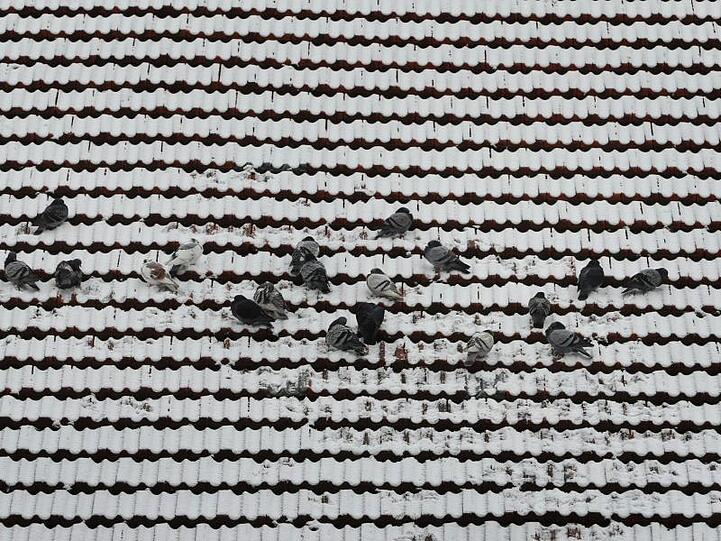 Tauben sitzen auf einem schneebedecktem Dach.