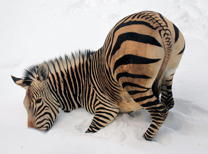 Gehören Wildtiere in den Zoo? Im Gasteig wird diskutiert.