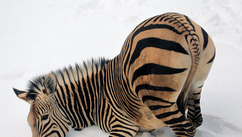Gehören Wildtiere in den Zoo? Im Gasteig wird diskutiert. Gehören Wildtiere in den Zoo? Im Gasteig wird diskutiert.