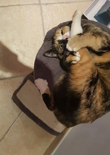Zoe
