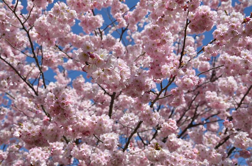 Ein Traum in Rosa: AZ-Leserin Katharina Meyer hat die Kirschblüte im Olympiapark fotografiert. Die Bilder...