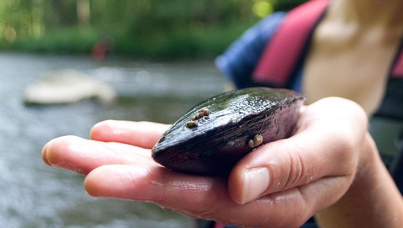 Eine Biologin hält eine geschlossene Flussperlmuschel in der Hand.