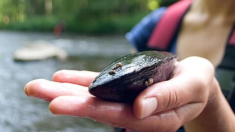 Eine Biologin hält eine geschlossene Flussperlmuschel in der Hand.