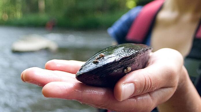 Eine Biologin hält eine geschlossene Flussperlmuschel in der Hand.