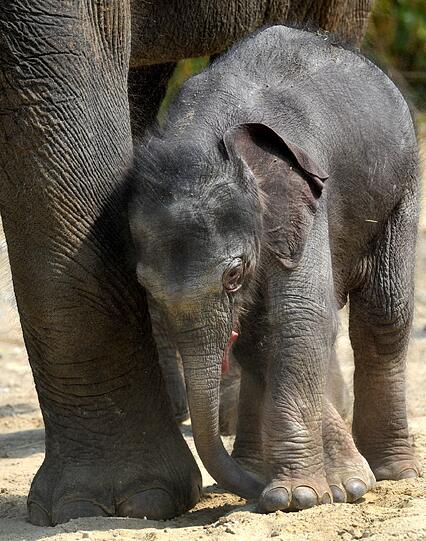 Eine erster Ausflug ins Freie: Das Baby von Elefantenkuh Temi durfte im Teirpark Hellabrunn erstmals das Außengehege erkunden.