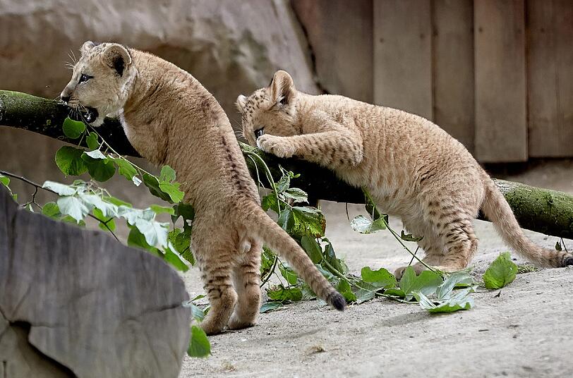 Die am 19. April geborenen Löwenbabies erkunden im Zoo in Neuwied (Rheinland-Pfalz) mit Vater Schröder ihr Gehege. Auf der ganzen Welt gibt es nach Angaben von Zoodirektor Mirko Thiel nur noch rund 100 wohl nicht mehr völlig reinrassige Berberlöwen
