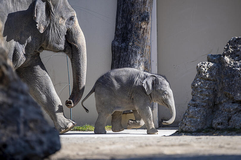 Die ersten 1.000 Besucher im Tierpark Hellabrunn bekommen während des Aktionszeitraums ein Eis spendiert.
