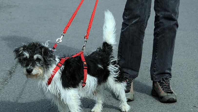 Beim Gassi gehen entdeckte ein Hund in Korfu einen Fluchttunnel. Beim Gassi gehen entdeckte ein Hund in Korfu einen Fluchttunnel.