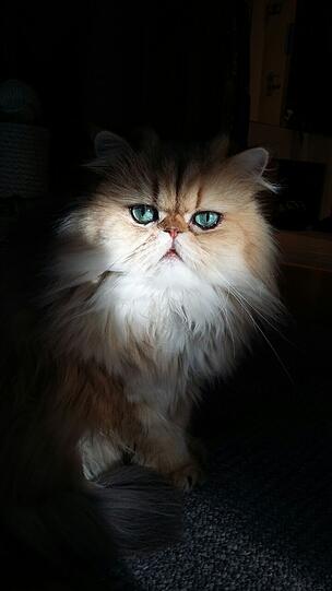 Rosi