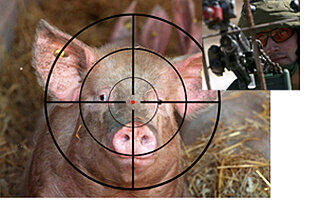 Die US-Armee will Schweine verletzen, damit Sanitäter die Versorgung von Kriegsverletzungen üben können.