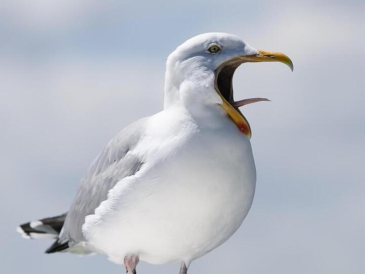 Eine Möwe auf einem Bein.