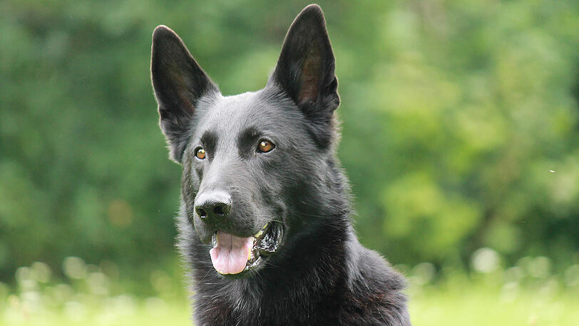Polizeihund Anton fand den verlorenen Schlüssel der Joggerin.