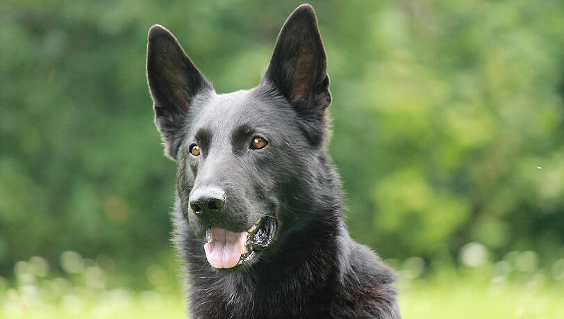 Polizeihund Anton fand den verlorenen Schlüssel der Joggerin. Polizeihund Anton fand den verlorenen Schlüssel der Joggerin.