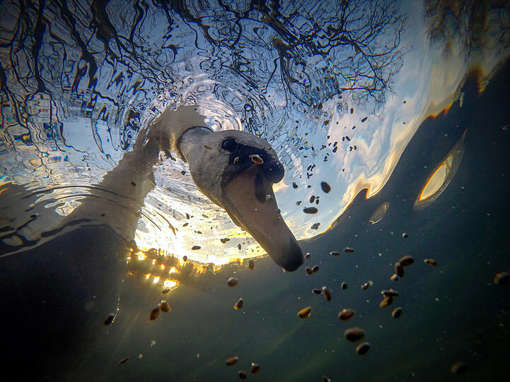 British Waters Compact, Platz 1: Ian Wade hat seine GoPro-Kamera für dieses Schwanen-Foto versenkt.