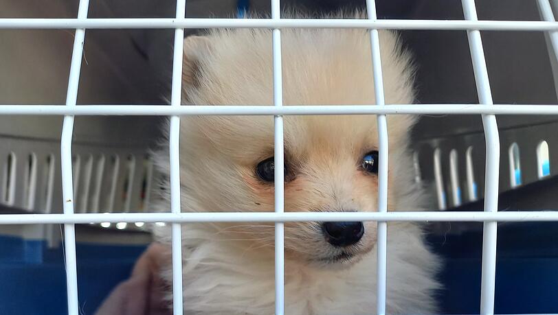 Jetzt ist es beschlossen: München bekommt einen Tierschutzbeauftragten