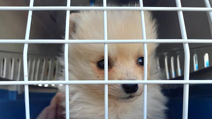 Jetzt ist es beschlossen: München bekommt einen Tierschutzbeauftragten