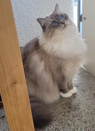 Lumi