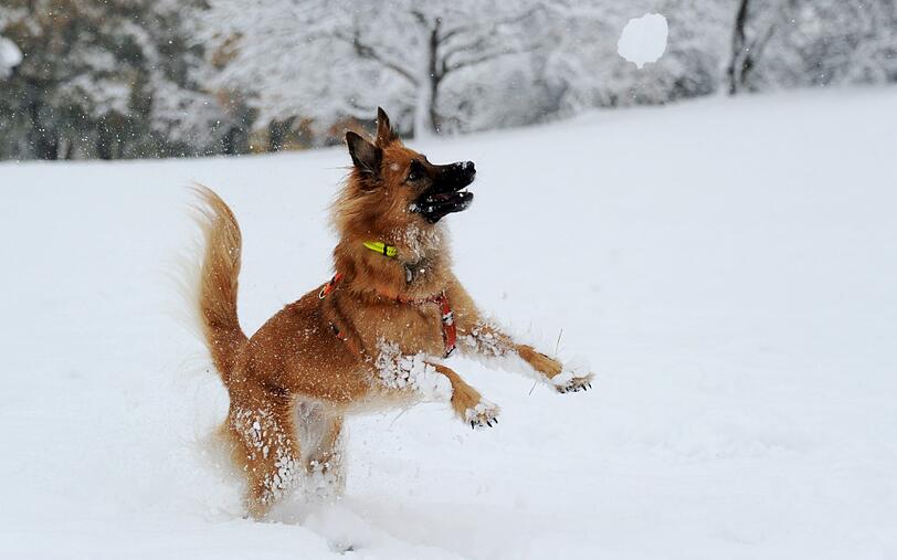 Ein Hund tobt durch den verschneiten Olympiapark. In der Nacht wurde München mit Pulverschnee bedeckt.