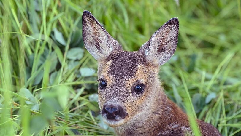 Der Jagdpächter kümmerte sich um das tote Tier. (Symbolbild) Der Jagdpächter kümmerte sich um das tote Tier. (Symbolbild)