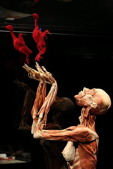 Eine plastinierte Frau lässt zwei Vögel in die Lüfte steigen. Diese bestehen aus Blutgefäßen.