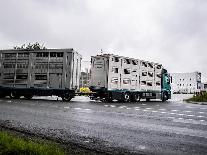 Ein Viehtransporter fährt auf das Betriebsgelände der Firma Tönnies.