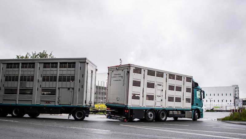 Ein Viehtransporter fährt auf das Betriebsgelände der Firma Tönnies. Ein Viehtransporter fährt auf das Betriebsgelände der Firma Tönnies.