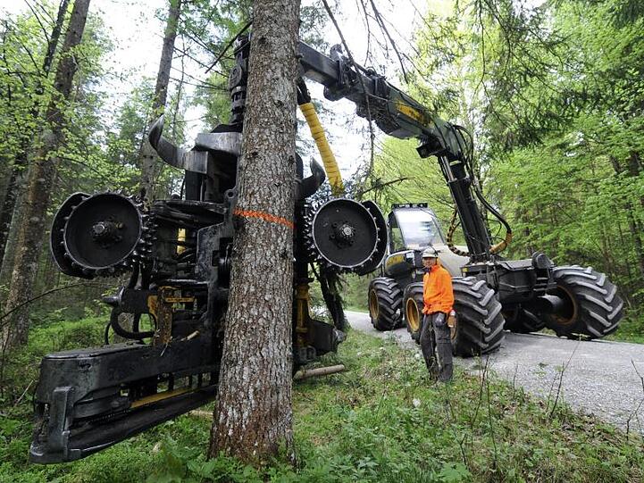 Der Kopf eines Harvesters setzt zur Baumfällung an einem markierten Baum an. Foto: Tobias Hase/dpa