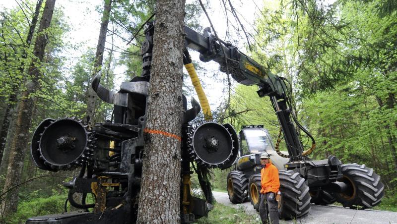 Der Kopf eines Harvesters setzt zur Baumfällung an einem markierten Baum an. Foto: Tobias Hase/dpa Der Kopf eines Harvesters setzt zur Baumfällung an einem markierten Baum an. Foto: Tobias Hase/dpa