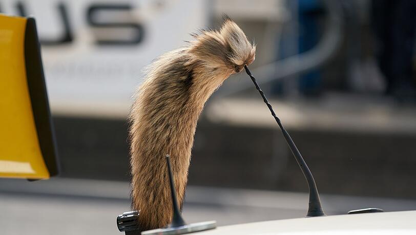 Der Fuchsschanz war für viele Fahrer des Opel Manta unverzichtbar. Der Fuchsschanz war für viele Fahrer des Opel Manta unverzichtbar.