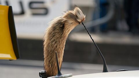 Der Fuchsschanz war f&uuml;r viele Fahrer des Opel Manta unverzichtbar.