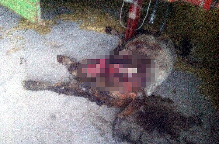 Unbekannte haben das Kalb getötet und versuchten anschließend, eine Kuh zu entführen.