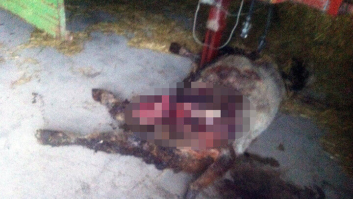 Unbekannte haben das Kalb getötet und versuchten anschließend, eine Kuh zu entführen. Unbekannte haben das Kalb getötet und versuchten anschließend, eine Kuh zu entführen.