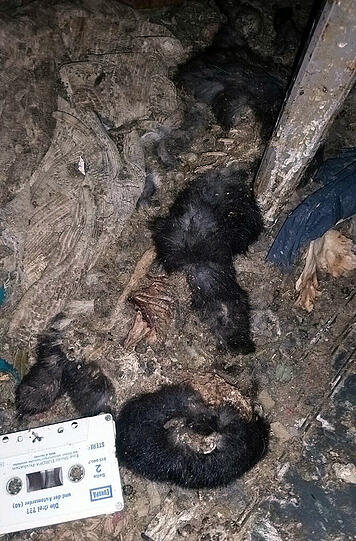 Müll, Exkremente, Tier-Kadaver: Die Bilder aus dem Horror-Haus sind kaum zu ertragen.