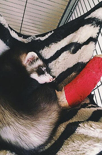 Der kleine Hamster ist nicht allein: auch andere Tiere sehen mit ihren Verbänden ungeheuer süß aus.